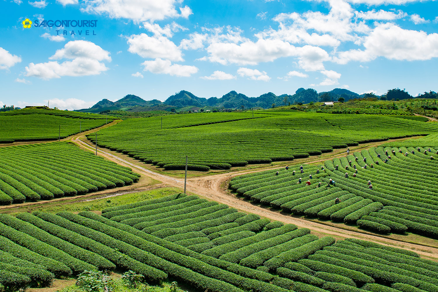 fresh green tea terraced fields in Moc Chau 1114369139